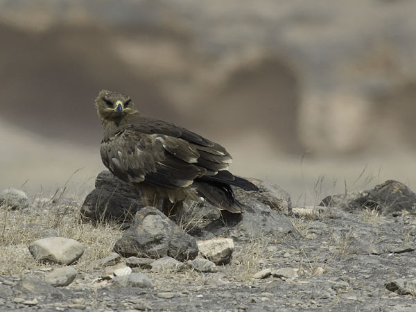 Arokotka, Steppe Eagle, Aquila nipalensis